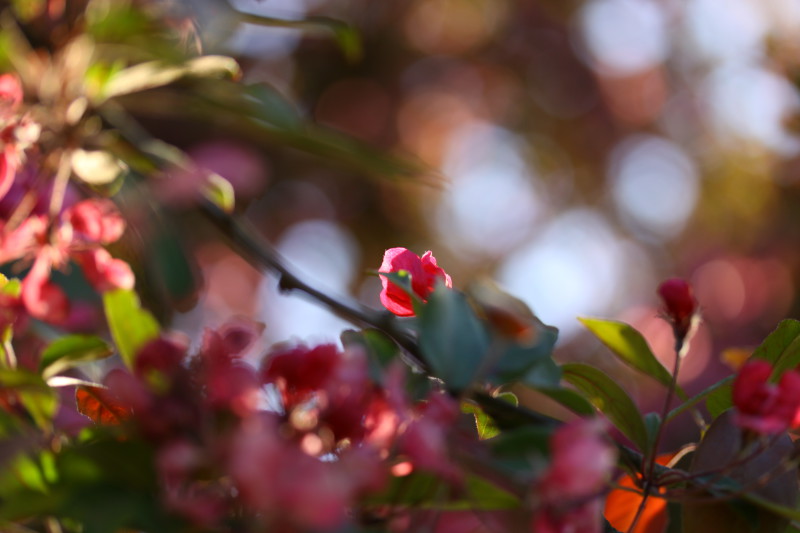 macro de fleur rose illuminée par le soleil du soir, bookeh