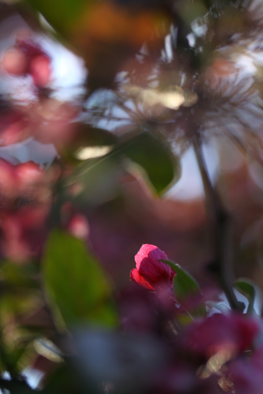 macro de fleur rose illuminée par le soleil du soir, bookeh, disposition portrait