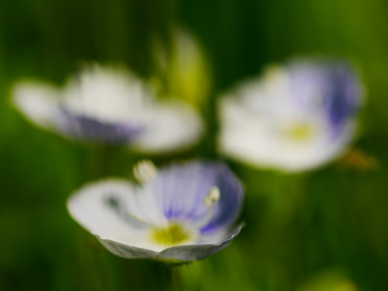 photo de trois toutes petites fleurs bleues, flou important, seul le devant du premier pétale est net