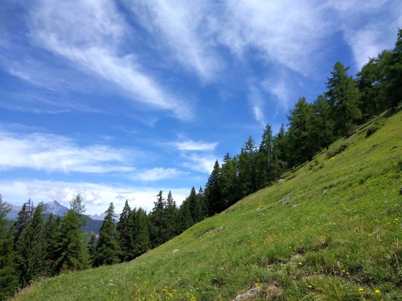 Prairie fleurie de montagne, entourée de Mélèzes