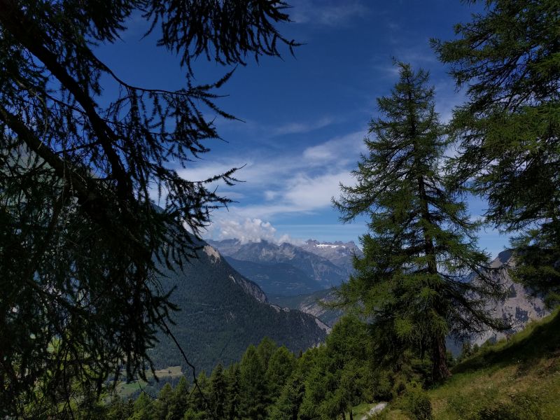 Vue sur le Mont Chemin, puis les Dents du Midi, avec au premier plan des Mélèzes