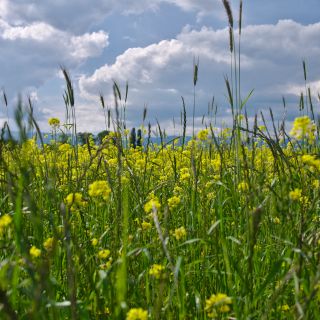 En train de charger...