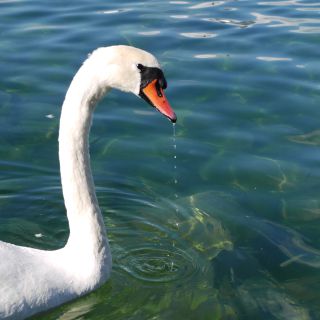 En train de charger...