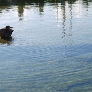 En train de charger...