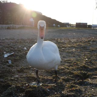 En train de charger...