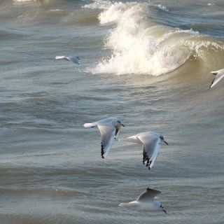 En train de charger...