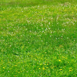 En train de charger...