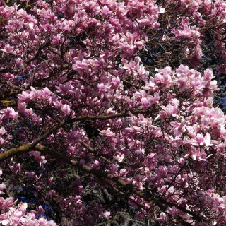 En train de charger...