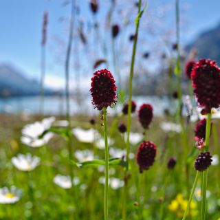 En train de charger...