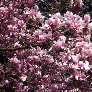 En train de charger...