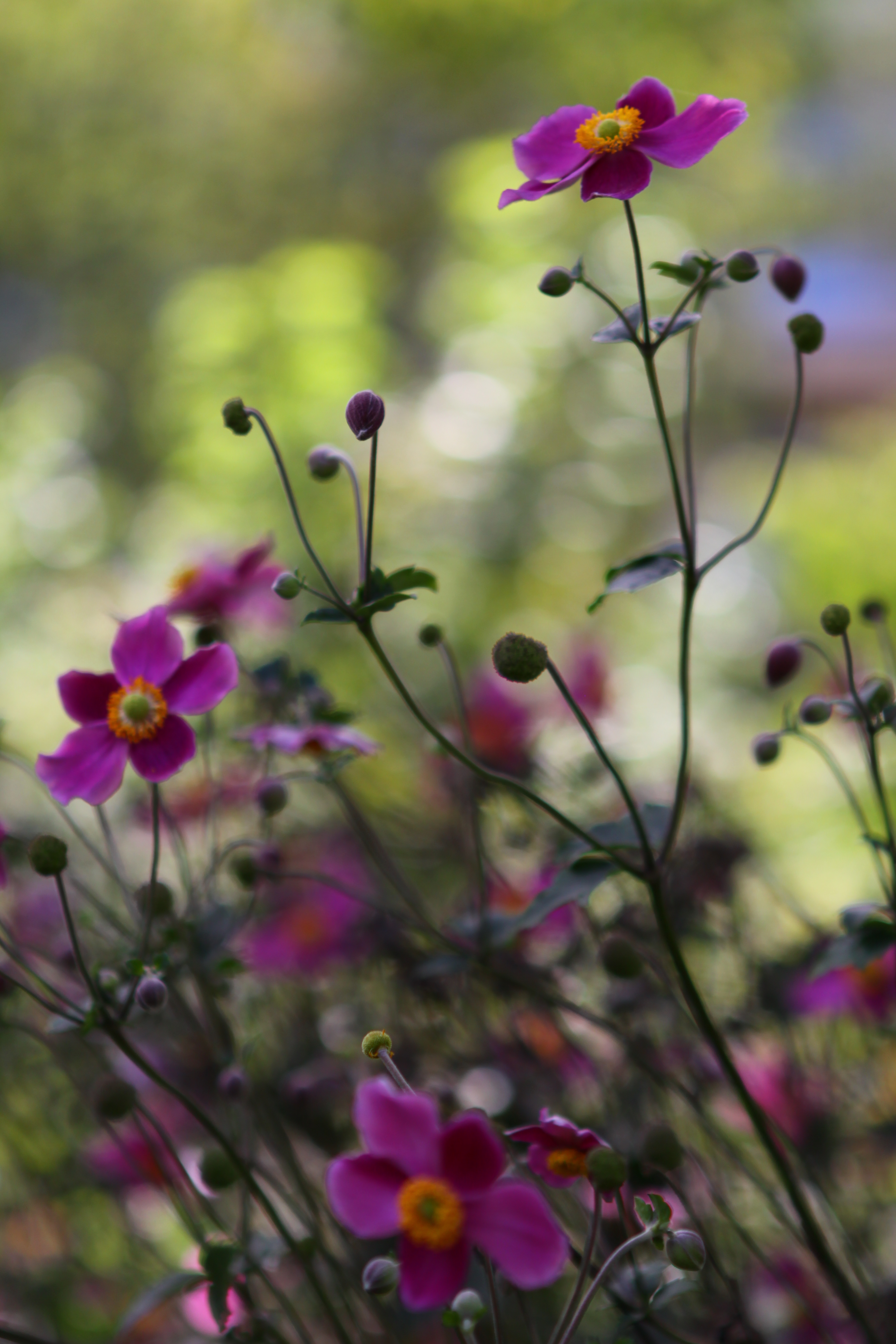 petit champ de fleurs violettes